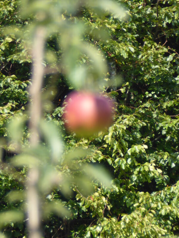 Dorfentwicklung-Lanzerrath - Streuobstwiese (9)